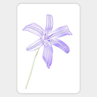 Ixiolirion tataricum  Siberian lily Photograph with artistic filter applied Sticker